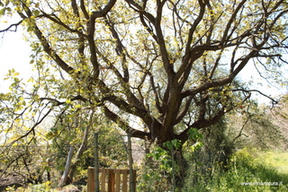 Querce sant Anna